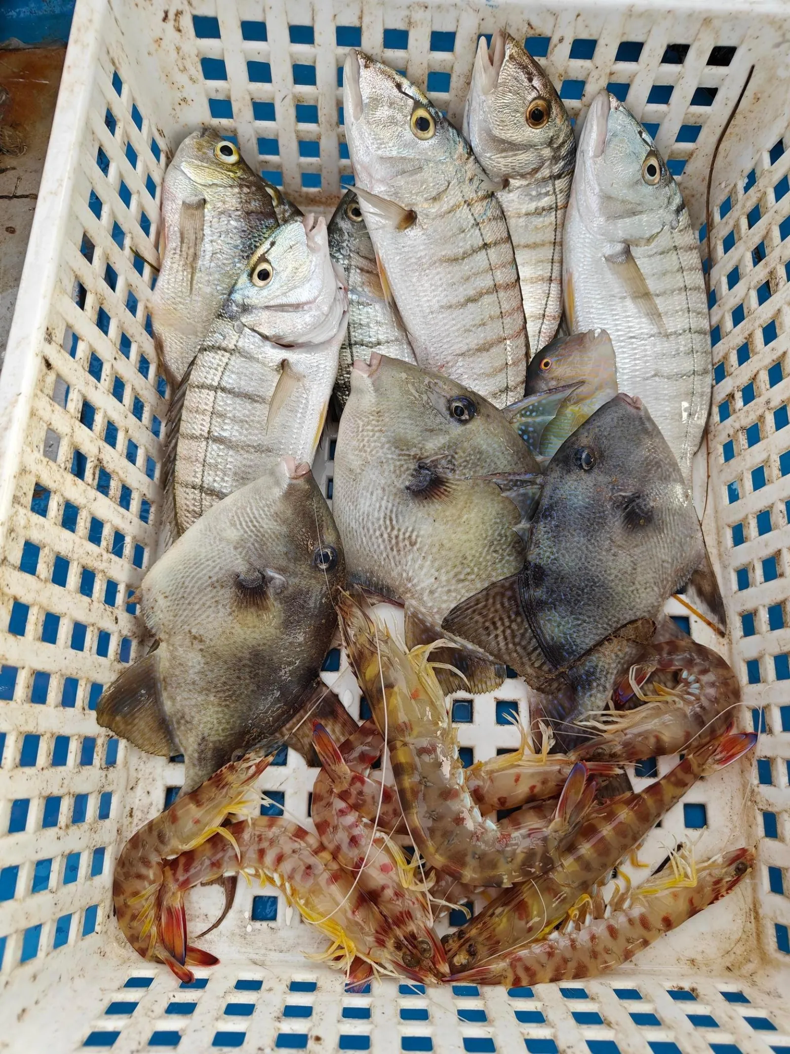 A crate of the morning's catch on deck — fish and octopus, straight from the nets
